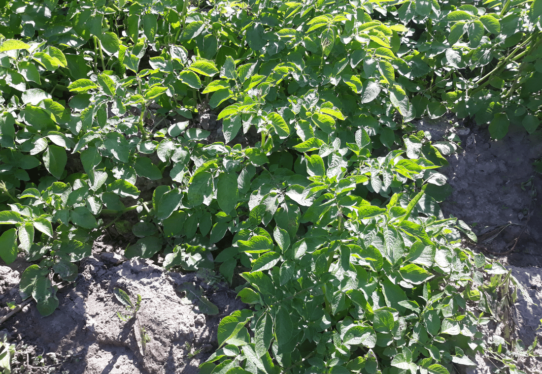 14.07.2020</br>Gardena